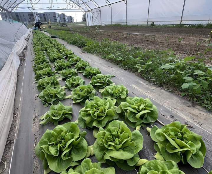 Produits locaux et bio Épinay-sur-Orge