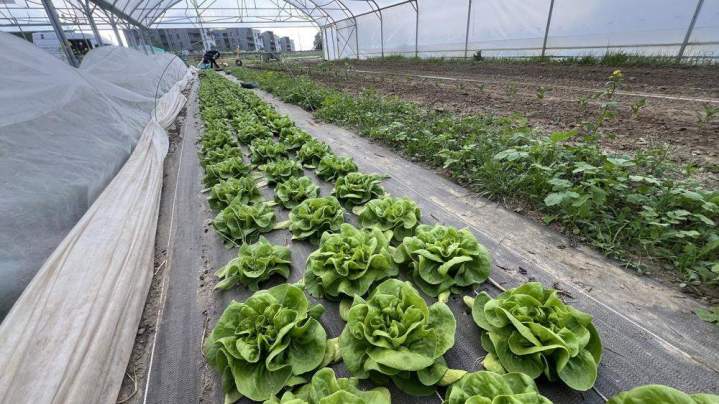 Ferme maraîchère - Épinay-sur-Orge