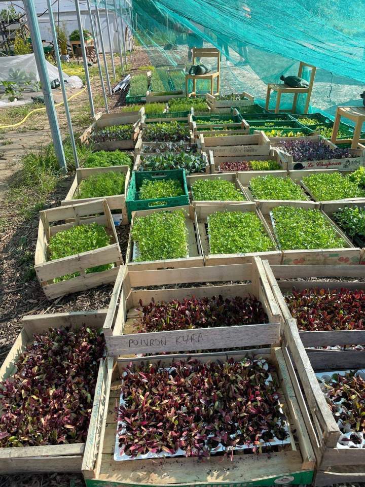 Pépinière de légumes Épinay-sur-Orge