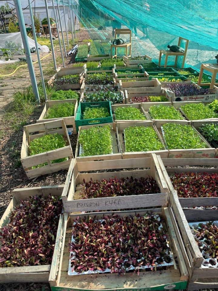 2ac5f888 2a77 4463 adf2 cf8d27e60e2 5115