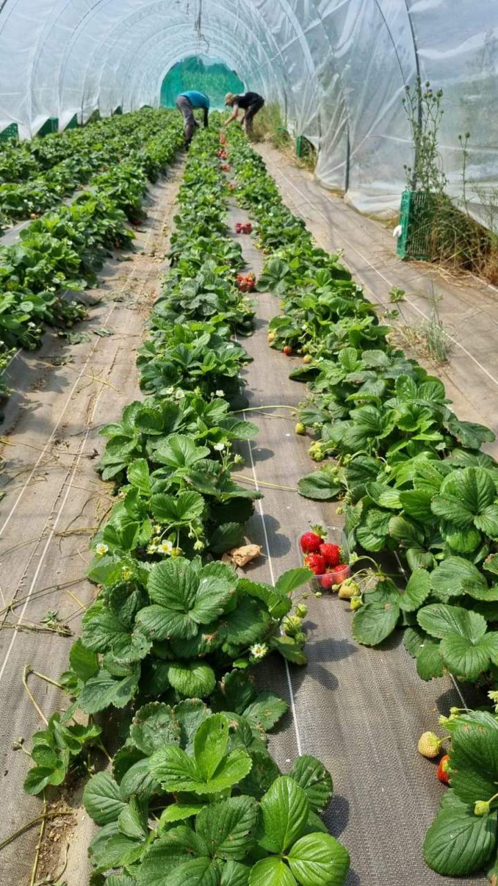 Plantation de fraises Épinay-sur-Orge