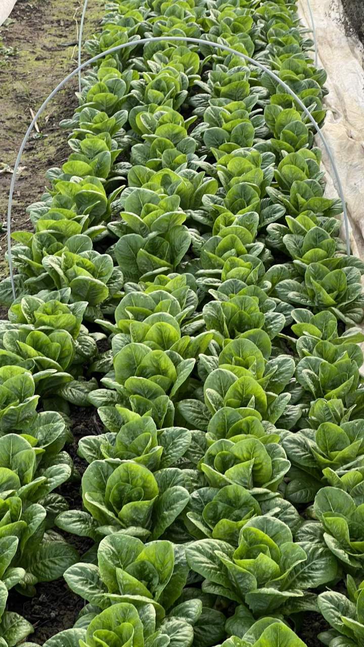 Légumes frais, bio et cultivés avec soin