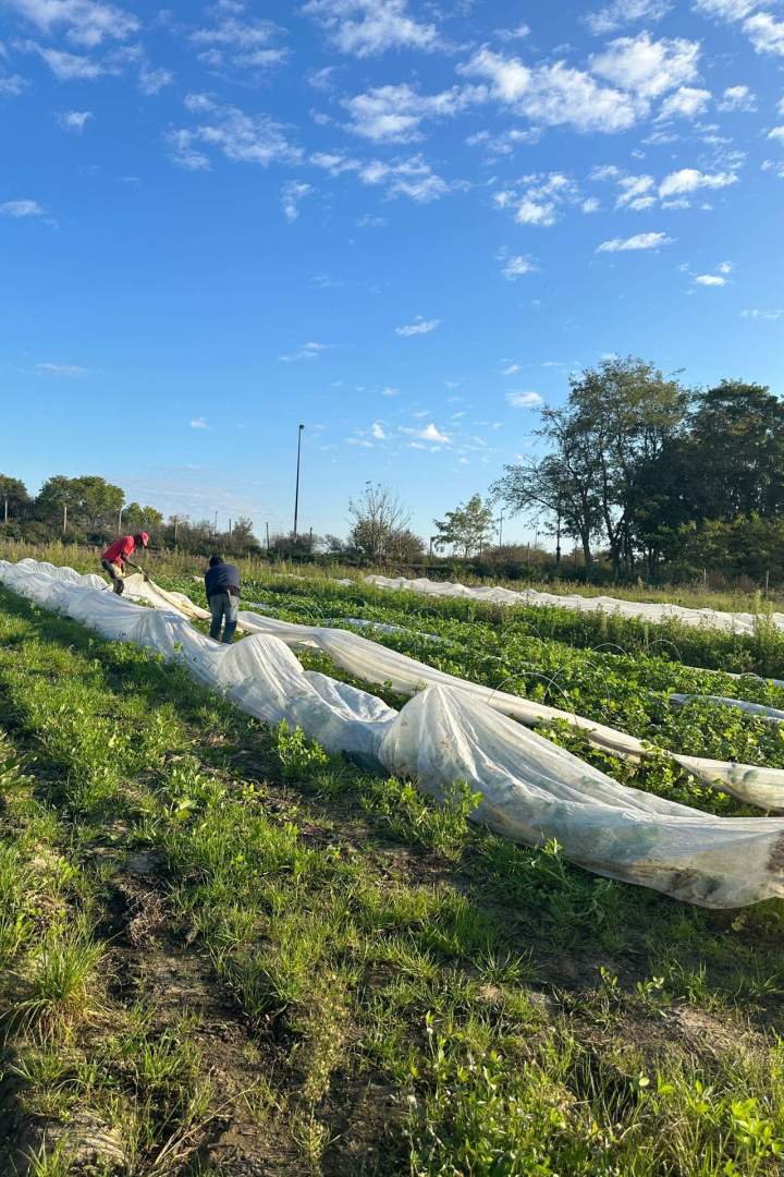 La Ferme de Compi, une ferme maraîchère biologique située à Épinay-sur-Orge, en Essonne.