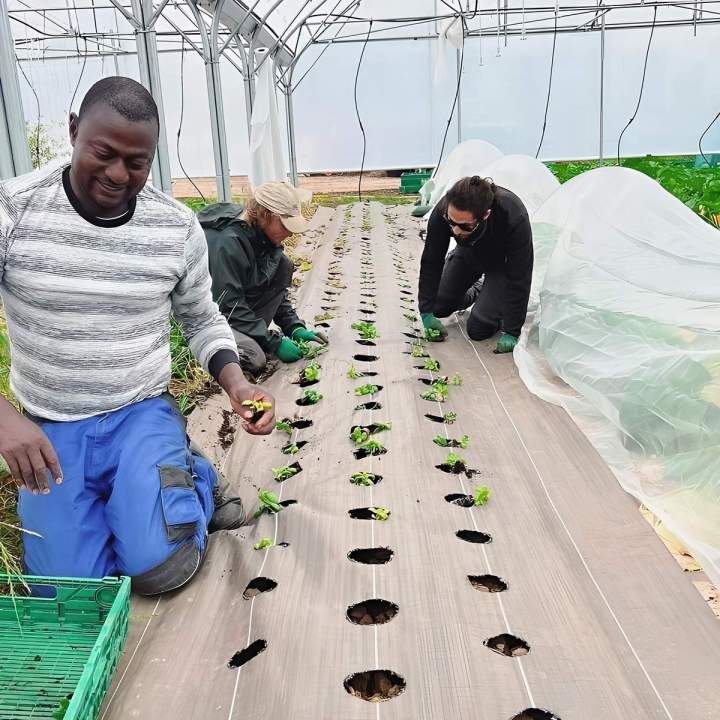 Plantation de légumes Épinay-sur-Orge