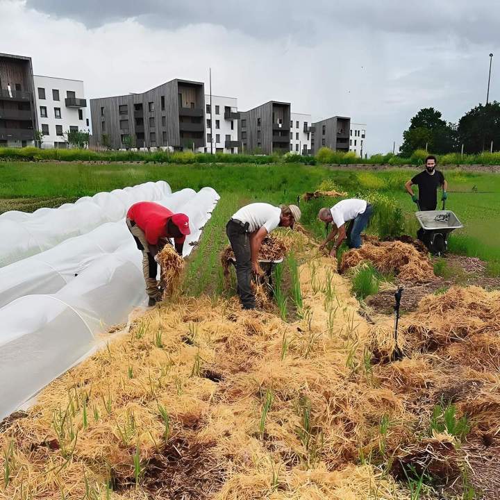 Ferme maraîchère Épinay-sur-Orge