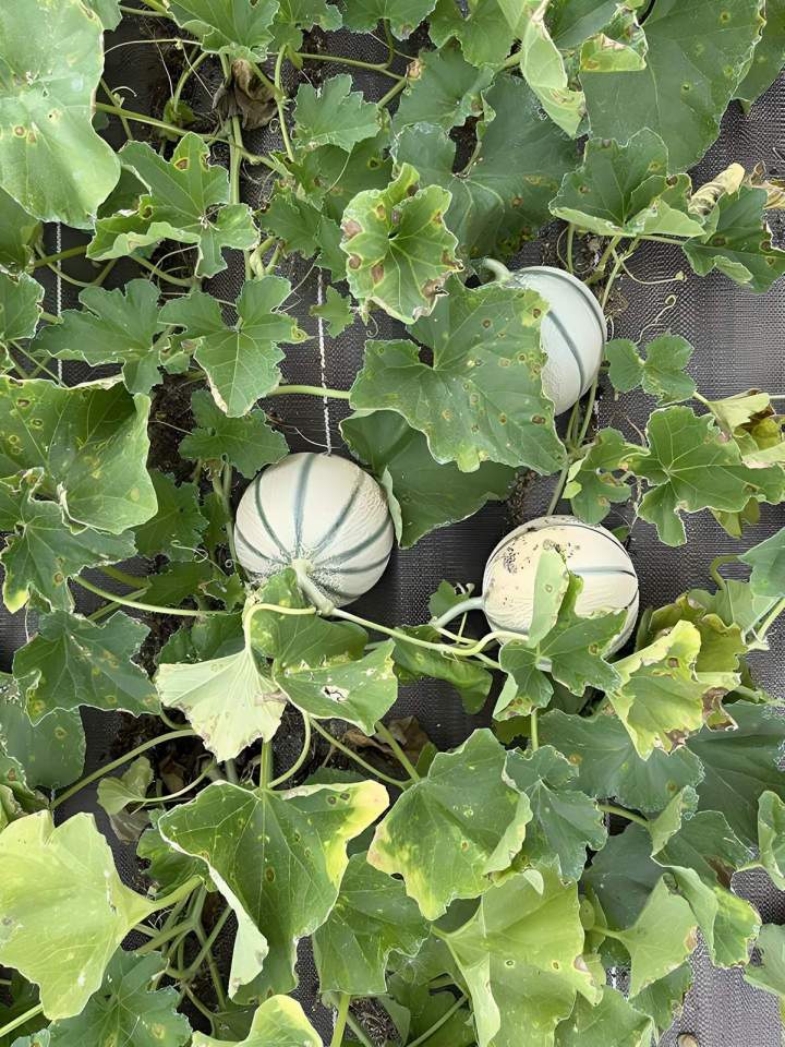 Verger local Draveil