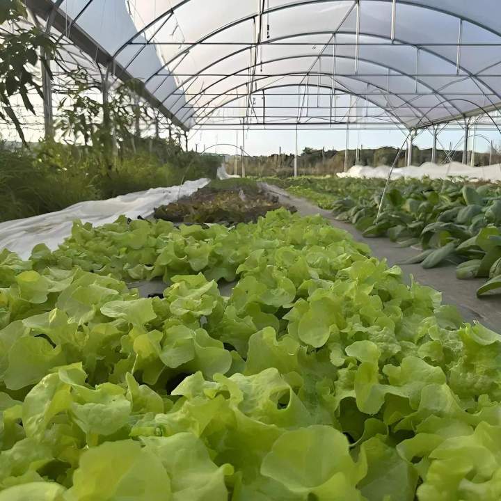 Vente des légumes bio Épinay-sur-Orge