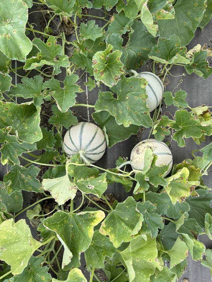 Vente de fruits bio Épinay-sur-Orge