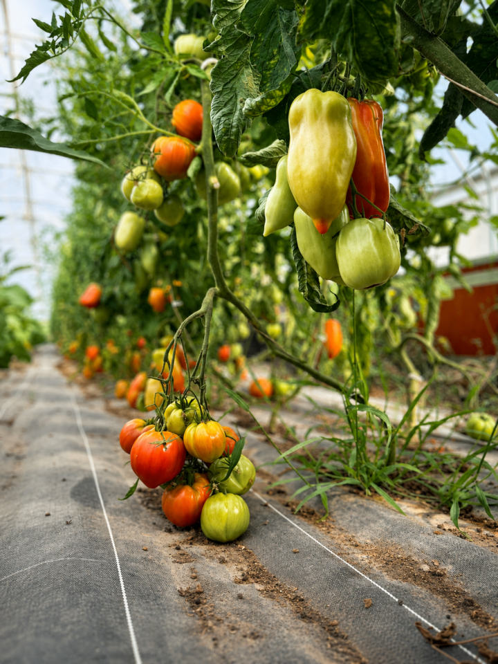 photo article tomates 1