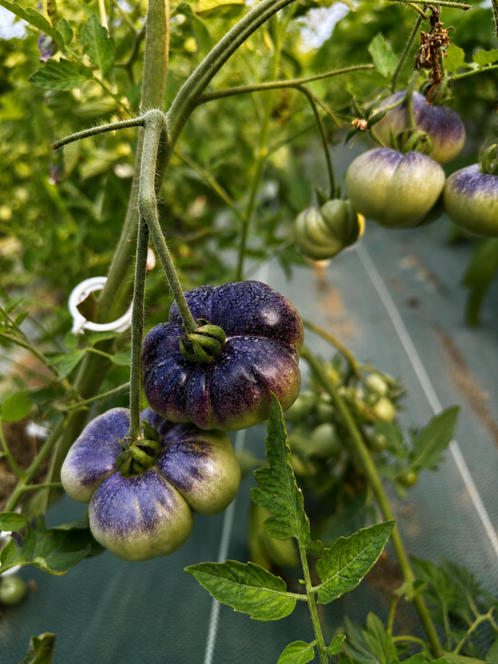 photo article tomates 2