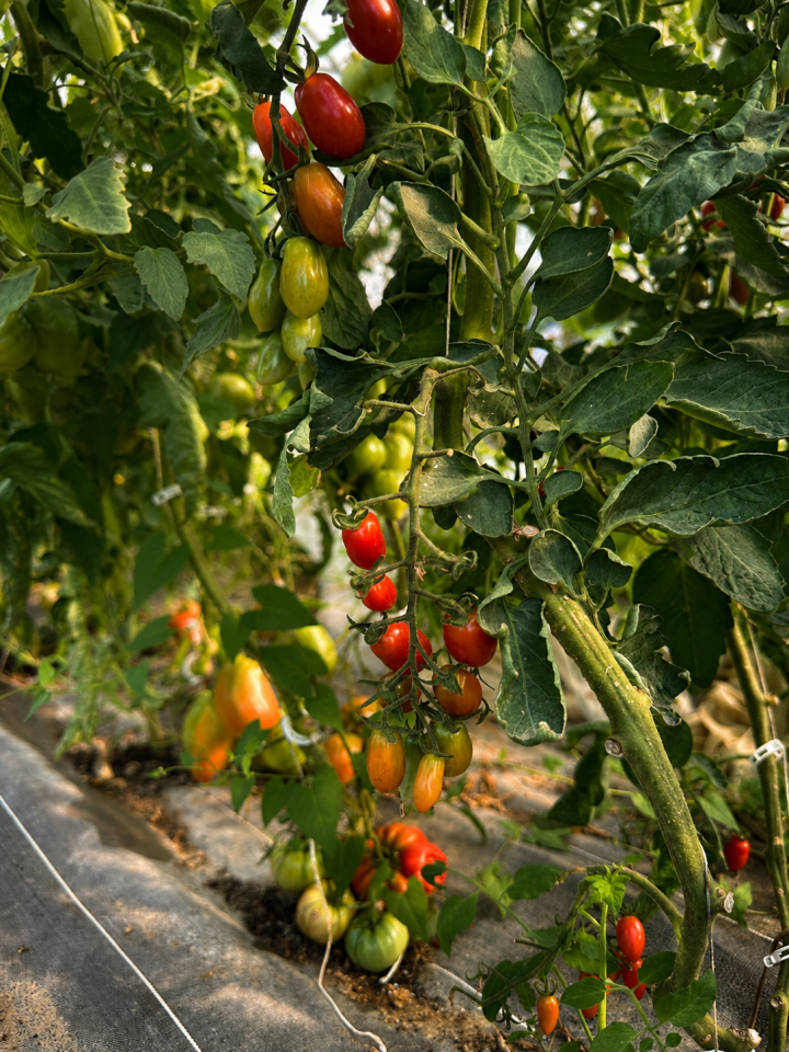 photo article tomates 3