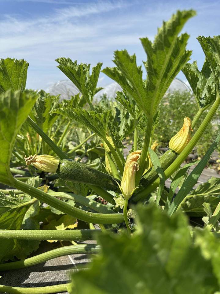 photo recette courgettes