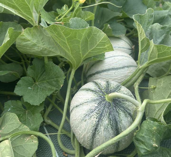 Vente de produits bio de saison Draveil