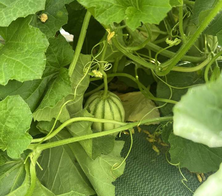 Produits locaux et bio Épinay-sur-Orge