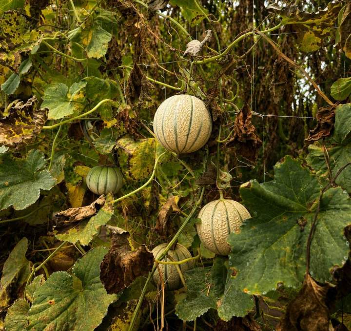 Légumes et fruits frais Draveil